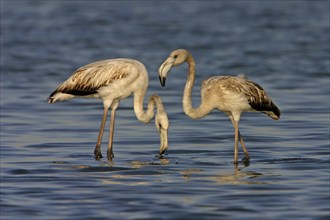 Greater flamingo (Phoenicopterus roseus), East Khawr / Khawr Ad Dahariz, Salalah, Dhofar, Oman,