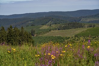 Landscape on the Hochsauerland-Höhenstrasse, near Hoheleye, district of Winterberg,