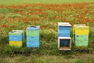 Beehives, beekeeping in a cornfield with blooming poppies, near Warstein, Sauerland, North