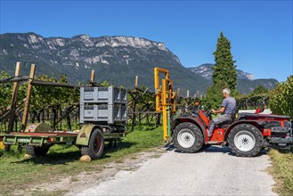 Apple-growing region in the Adige Valley, South Tyrol, large areas under cultivation, in South