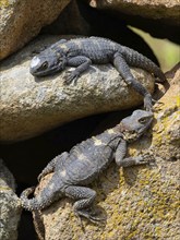 Hardun, stellion (Laudakia stellio), lizard, family of agamas, two animals, Lesbos, island of