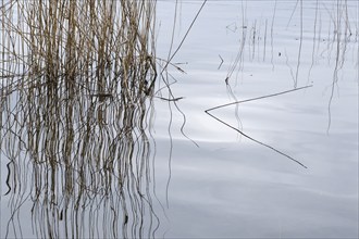 Reeds with reflection, Müritz National Park, Mecklenburg Lake District, Mecklenburg,