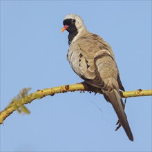 Cape Dove, (Oena capensi), Road N4 to Kaolack, Firgui, Senegal, Africa