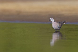 Mourning collared dove (Streptopelia decipiens), Lamin rice fields, Abuko, South Bank, Gambia,