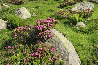 Flowering Rusty-leaved alpenrose perennials on rock, Swiss Alps