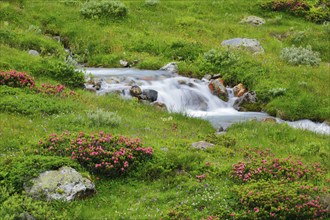 Mountain stream Steinwasser carves its way over stone cascades through vegetation overgrown with