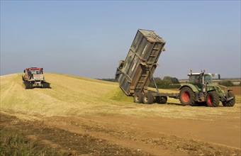 Piston Bully tracked bulldozer vehicle building silage clamp of sweetcorn maize in field stored for