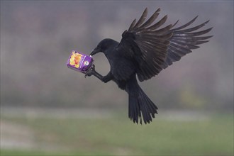 A carrion crow (Corvus corone) flies through the air with a sap packet in its claws, Hesse,