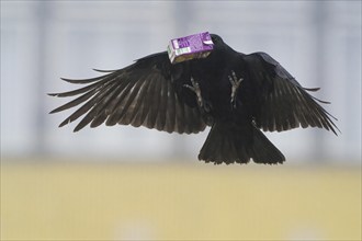 A carrion crow (Corvus corone) flies with a sap packet in its beak in front of a bright sky, Hesse,