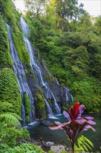 Banyumala twin waterfalls, club lily (Cordyline fructosia), tropical plant, flower, red, waterfall,