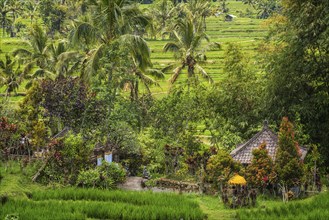 Jatiluwih, rice terrace, temple, Hinduism, agriculture, export, tourism, travel, landscape, UNESCO,