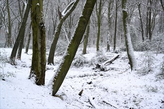 Beech forest in winter, with freshly fallen snow, Bottrop, Ruhr area, North Rhine-Westphalia,