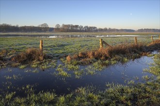 Flooded wet meadow, in winter, NSG Dingdener Heide, North Rhine-Westphalia, Germany, Europe