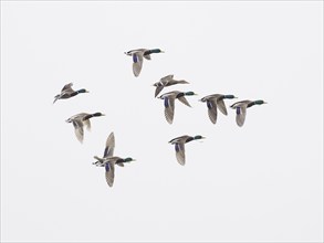 Mallard (Anas platyrhynchos), flock of ducks in flight against a grey sky background, island of