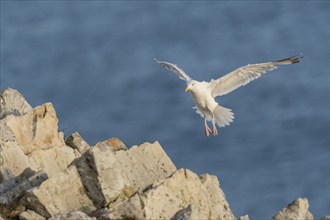 Herringgull (Larus argentatus) flies along the cliffs. Camaret, Crozon, Finistere, Brittany,