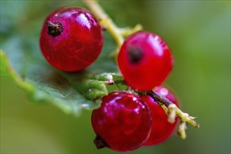 Ripe redcurrants on the bush