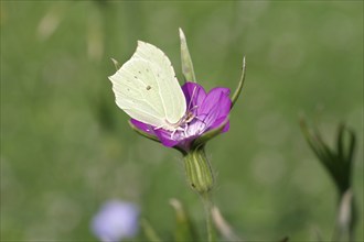 Brimstone (Gonepteryx rhamni), macro, butterfly, corn cockle, flower, The lemon butterfly sucks