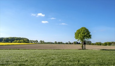 Landscape with raised hide, high stand, Münsterland, North Rhine-Westphalia, Germany, Europe