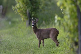 Roebuck in summer, leaf time, Wittlich, Rhineland-Palatinate, Germany, Europe