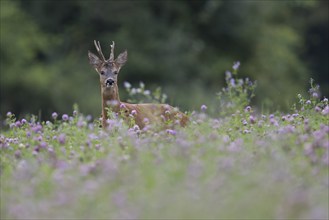 Roebuck in the clover field, Wittlich, Rhineland-Palatinate, Germany, Europe