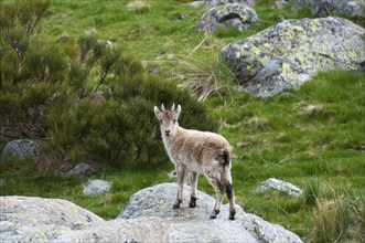 A young ibex stands on a rock in the middle of a green, hilly landscape, Gredos ibex (Capra