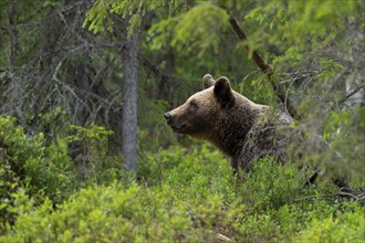 European brown bear, Karelia, Finland, Europe