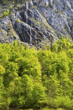 Waterfall flowing in beeches (Fagus), Obersee, Berchtesgadener Land, Bavaria, Germany, Europe