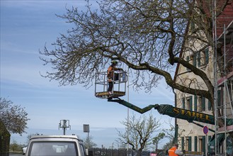 Cutting an overhanging tree on a road, Bavaria, Germany, Europe