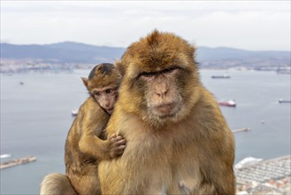 Similar image of a monkey with young in front of an urban landscape and sea, Gibraltar, Barbary