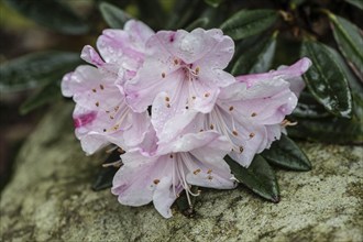 Rhododendron blossom (Rhododendron recurvoides), Emsland, Lower Saxony, Germany, Europe