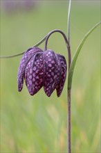 Snake's head fritillary (Fritillaria meleagris), Emsland, Lower Saxony, Germany, Europe