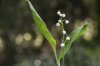 Lily of the valley (Convallaria majalis), Emsland, Lower Saxony, Germany, Europe