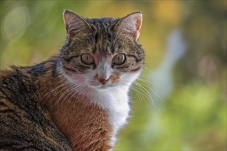 Cat, European Shorthair, domestic cat (Felis catus), tricoloured, portrait, Baden-Württemberg,