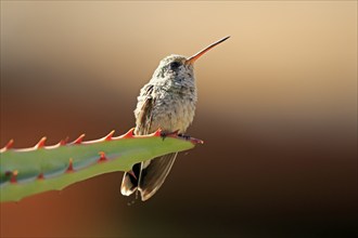 Broad-billed hummingbird (Cynanthus latirostris), adult, female, in perch, Sonoran Desert, Arizona,