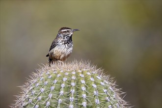 Cactus wren (Campylorhynchus brunneicapillus), adult, on cactus, Sonoran Desert, Arizona, North