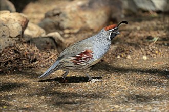 Gambel's quail (Callipepla gambelii), adult, male, running, Sonoran Desert, Arizona, North America,