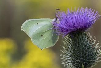 Brimstone (Gonepteryx rhamni), Emsland, Lower Saxony, Germany, Europe