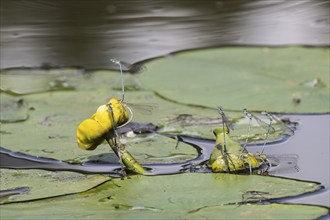 Azure damselflies (Coenagrion puella) laying eggs, Emsland, Lower Saxony, Germany, Europe