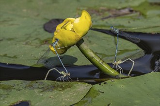 Azure damselflies (Coenagrion puella) laying eggs, Emsland, Lower Saxony, Germany, Europe