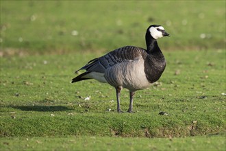 Barnacle goose or barnacle goose (Branta leucopsis), Hauke-Haien-Koog nature reserve, North