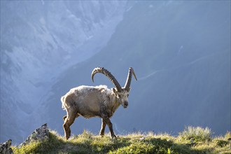 Alpine ibex (Capra ibex), adult male, in the morning light, Mont Blanc massif, Chamonix, France,