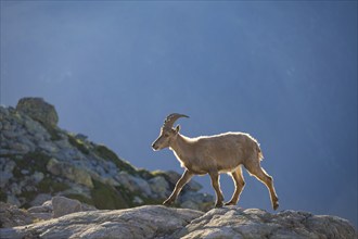 Alpine ibex (Capra ibex), walking on a rock, in the morning light, Mont Blanc massif, Chamonix,