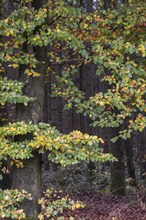 European beech (Fagus sylvatica), autumn leaves, Emsland, Lower Saxony, Germany, Europe