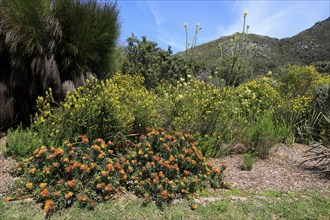 Kirstenbosch Botanical Garden, landscape, flowering shrubs, in spring, blooming, Cape Town, South