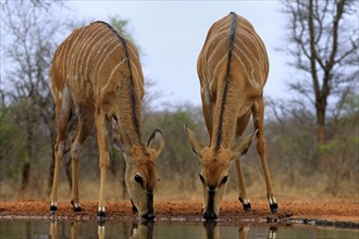 Nyala (Tragelaphus angasii), adult, female, two females, drinking, at the water, Kruger National