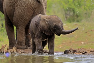 African elephant (Loxodonta africana), young animal, calf, baby elephant, mother, young animal with