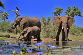 African elephant (Loxodonta africana), adult, female, mother, male, bull, young animal, mother with