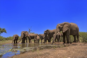 African elephant (Loxodonta africana), adult, juvenile, group, herd, at the water, drinking, Kruger