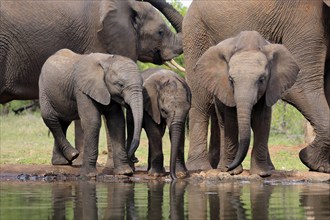 African elephant (Loxodonta africana), three young animals, at the water, drinking, group, Kruger