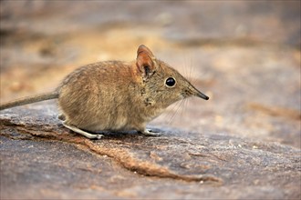 Short-eared elephant shrew, (Macroscelides probosideus), adult, foraging, Mountain Zebra National